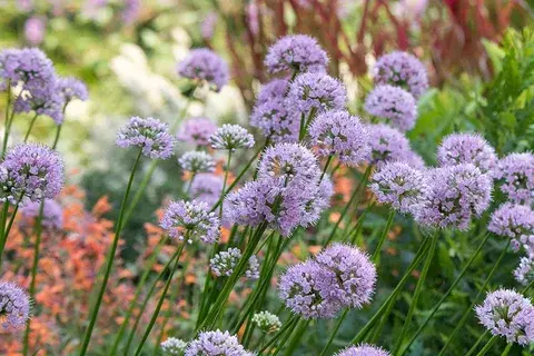 Allium Summer Beauty