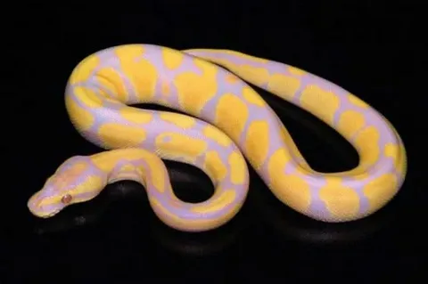 Beautiful Ball Pythons