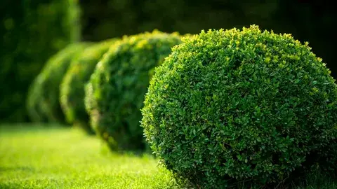 Buxus Green Beauty