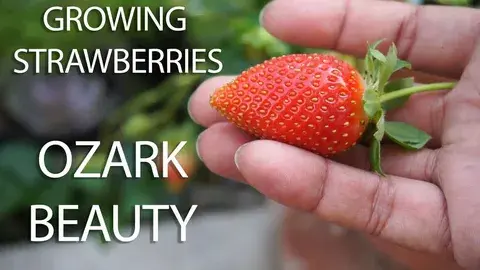 Ozark Beauty Strawberry